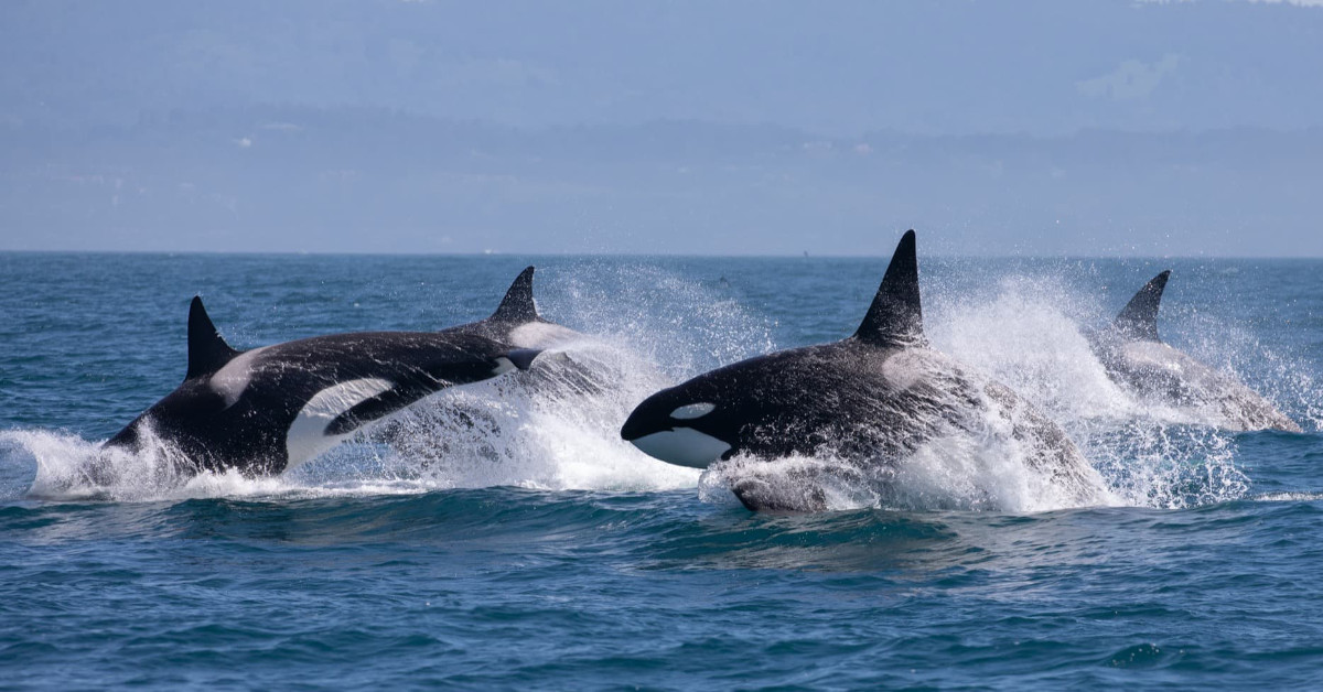Orca - Animales Acuáticos