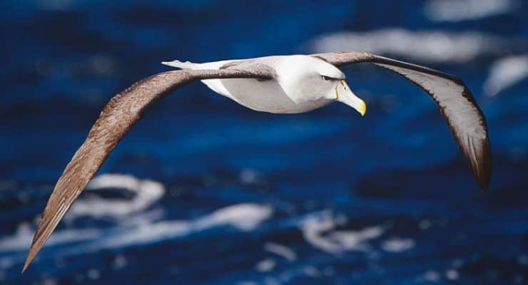 Aves Acuaticas - Animales Acuaticos