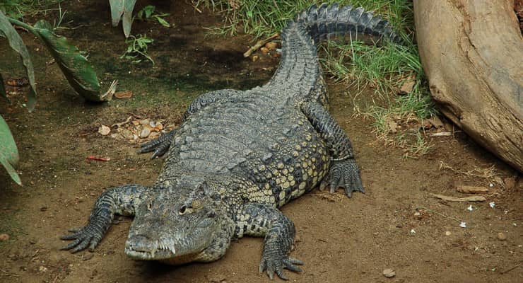 cocodrilo de pantano - reptiles acuáticos