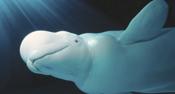 Beluga características y taxonomía