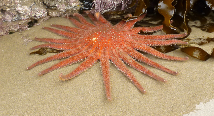 Estrella de Mar Girasol características y taxonomía