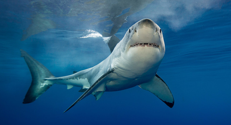 Tiburón Blanco Taxonomía y Características