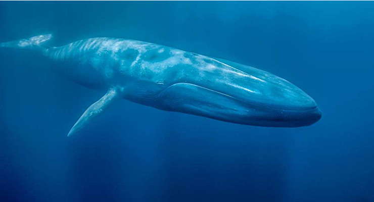 Los seis animales acuáticos más grandes del mundo-Ballena azul