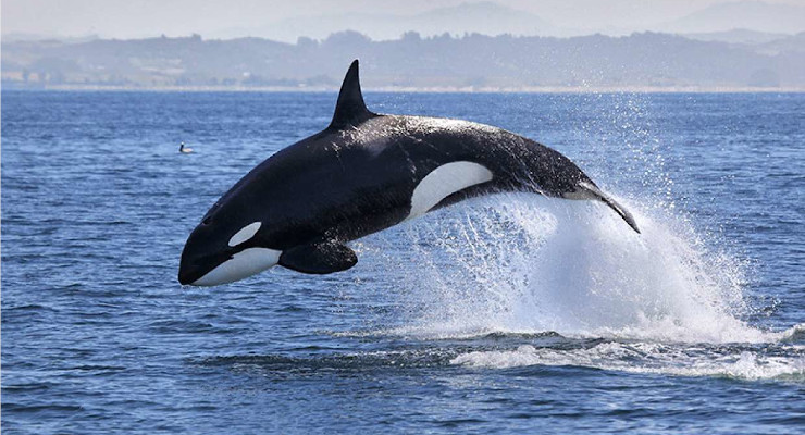 Los seis animales acuáticos más grandes del mundo-Orca