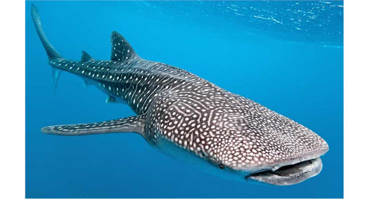 Los seis animales acuáticos más grandes del mundo-Tiburon ballena