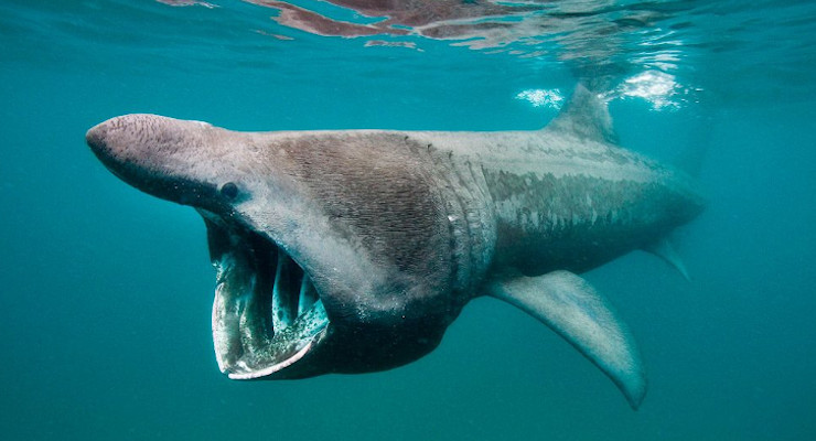 Los seis animales acuáticos más grandes del mundo-Tiburon peregrino