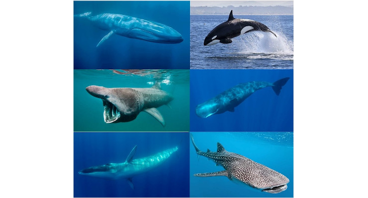 Los seis animales acuáticos más grandes del mundo